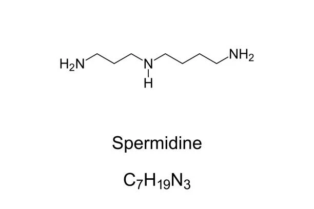 Spermidine Powder
